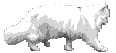 gatto 003