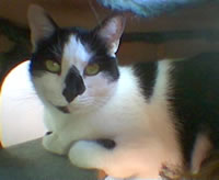 06 Pallino p