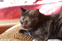 11 Lizzy p