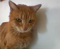 12 Rudy p